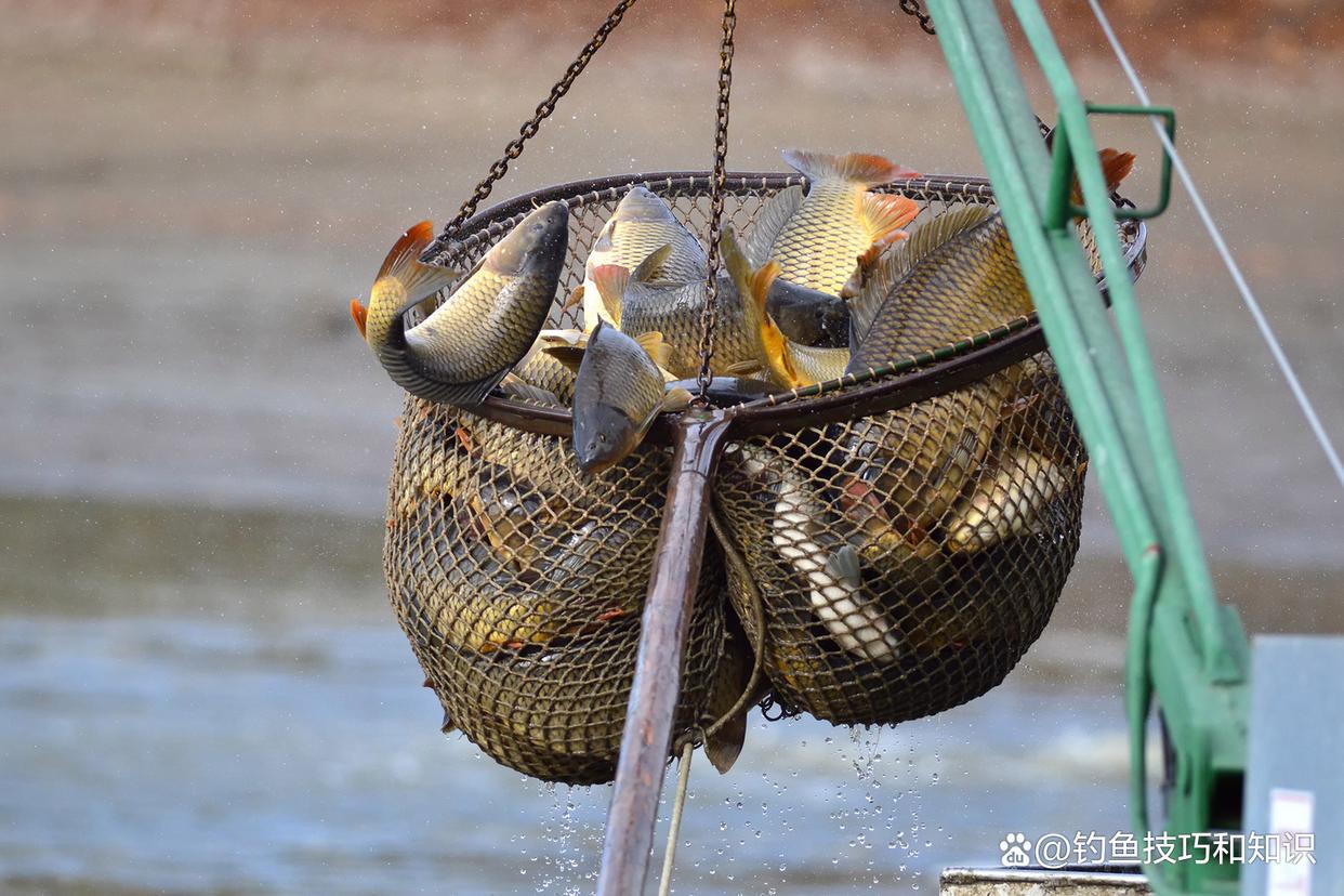 如何釣鯉魚黑坑的療養魚？療養魚的4個典型特征